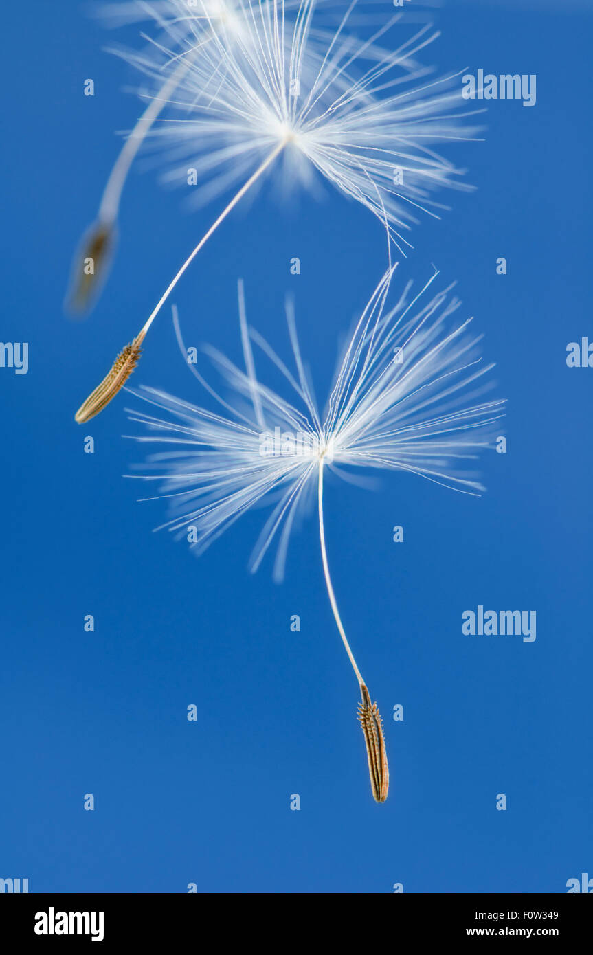 Close up di tarassaco semi galleggianti in aria contro il cielo blu Foto Stock