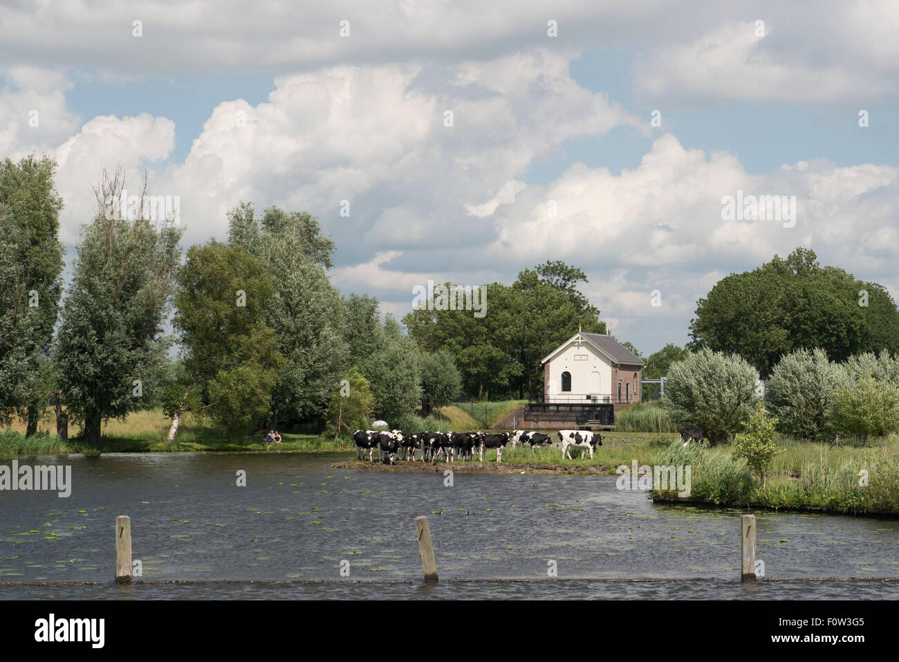 Un giovane la visione di vacche da latte a un canale con un watergate, Amersfoort, Paesi Bassi Foto Stock