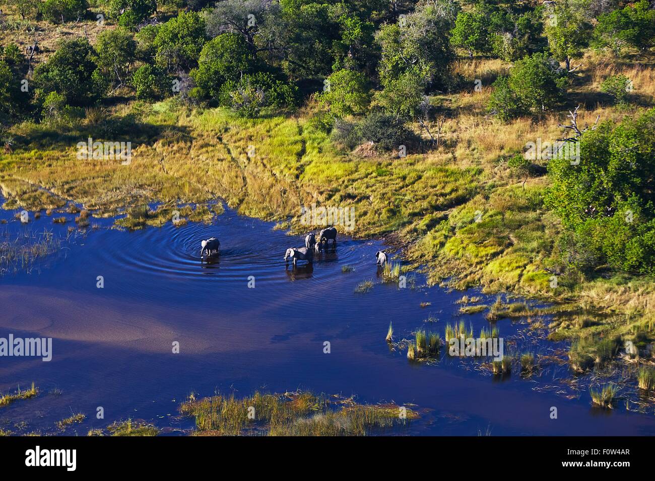 Vista aerea di elefanti, Maun, Okavango Delta, Botswana, Africa Foto Stock