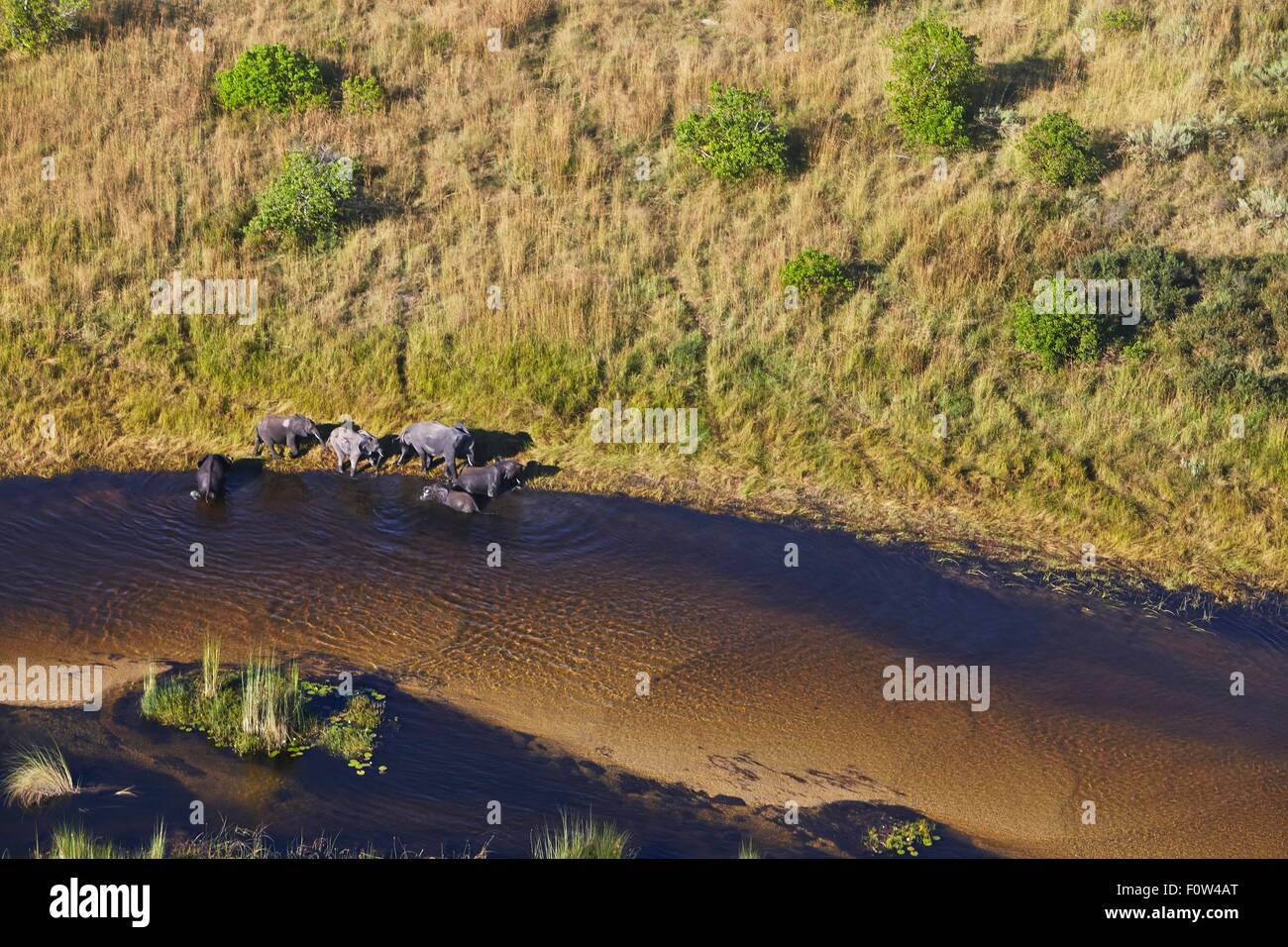 Vista aerea di elefanti, Maun, Okavango Delta, Botswana, Africa Foto Stock