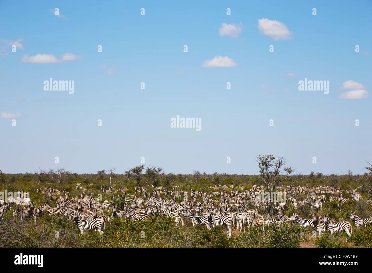 Mandria di zebre, Nxai Pan National Park, Deserto Kalahari, Africa Foto Stock