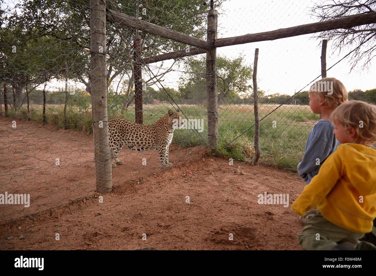 Ragazzi guardando leopard, Harnas Wildlife Foundation, Namibia Foto Stock