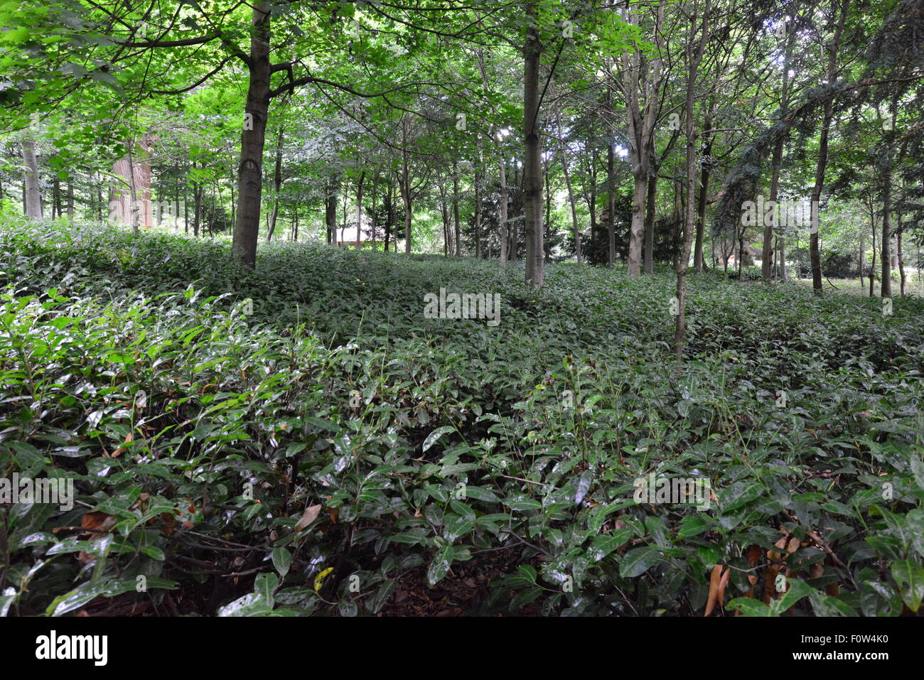 Claremont Landscape giardini nel Surrey, Inghilterra Foto Stock