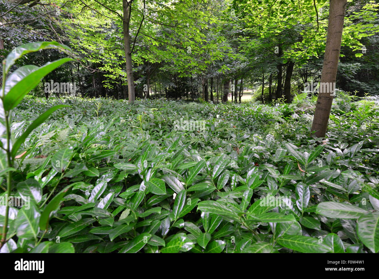 Claremont Landscape giardini nel Surrey, Inghilterra Foto Stock