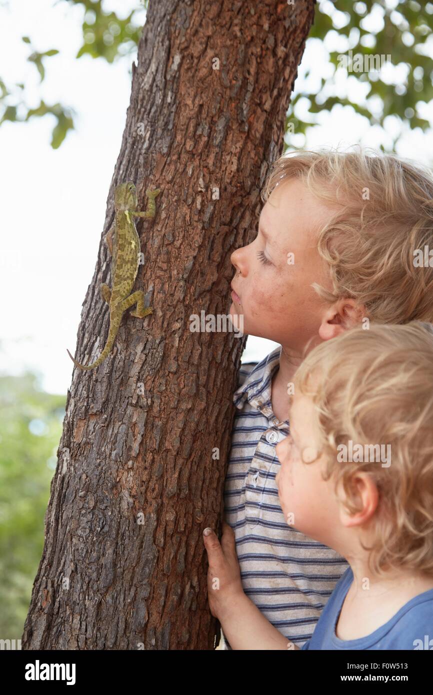 Due giovani ragazzi guardare chameleon salire tree Foto Stock