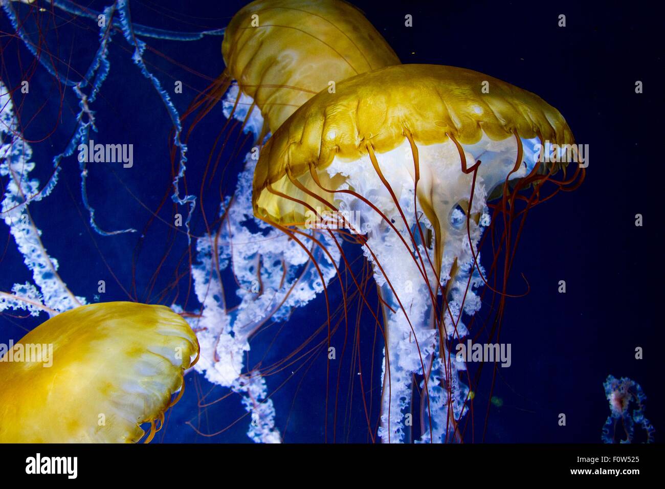 Incandescente vista subacquea di tre gialli meduse galleggianti in mare Foto Stock