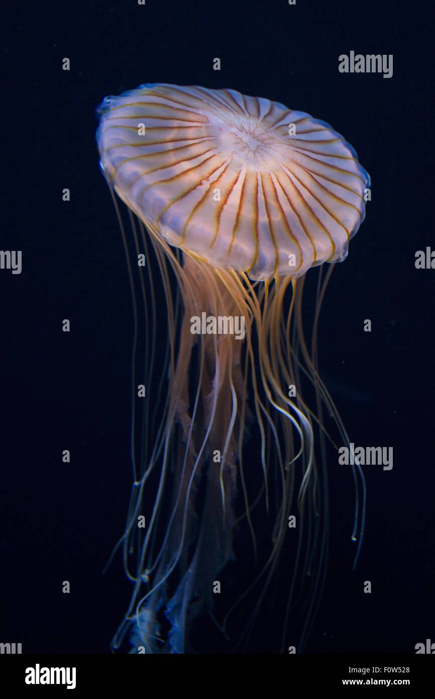 Dark vista subacquea di rosa e viola meduse galleggianti in mare Foto Stock