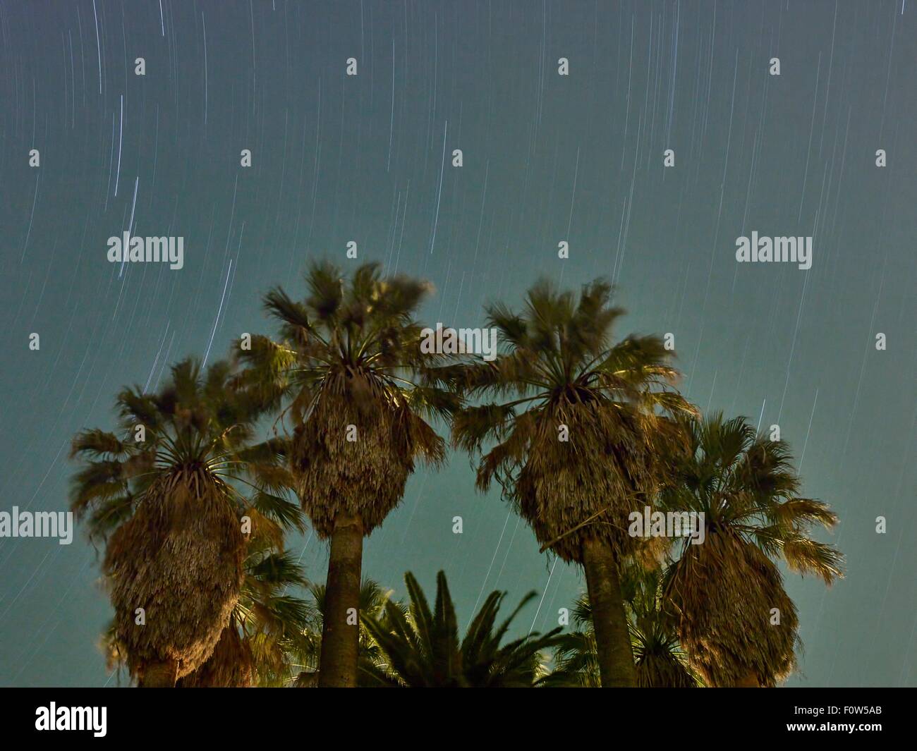 Palme e cielo stellato, Madera, CALIFORNIA, STATI UNITI D'AMERICA Foto Stock