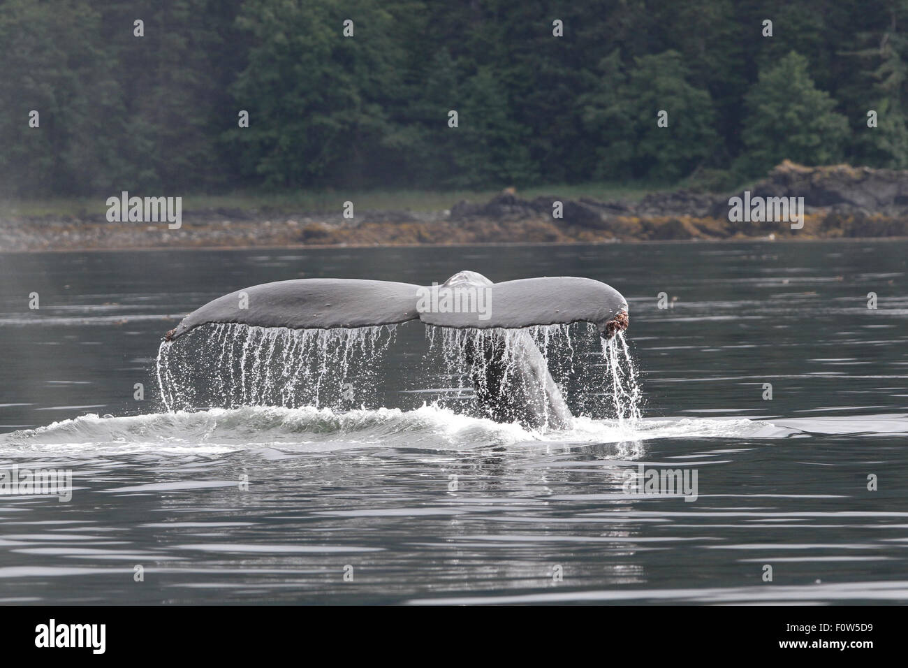 Humpback Whale tail passera nera in Frederick Suono, Alaska Foto Stock