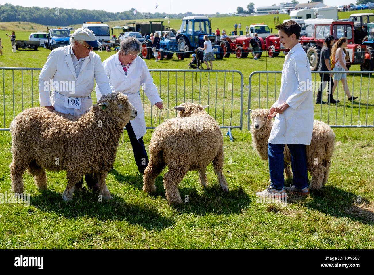 Leicestershire ram, pecora e agnello in show ring a Chepstow spettacolo agricolo con i gestori in attesa di giudizio. Foto Stock