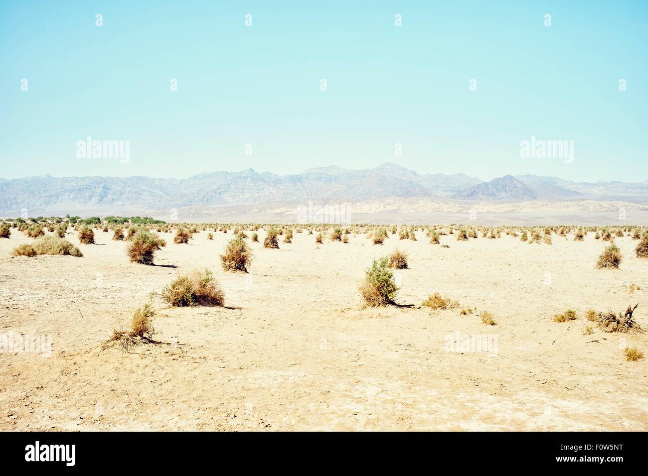 Vista del paesaggio di Devil's Cornfield, Death Valley, California, Stati Uniti d'America Foto Stock