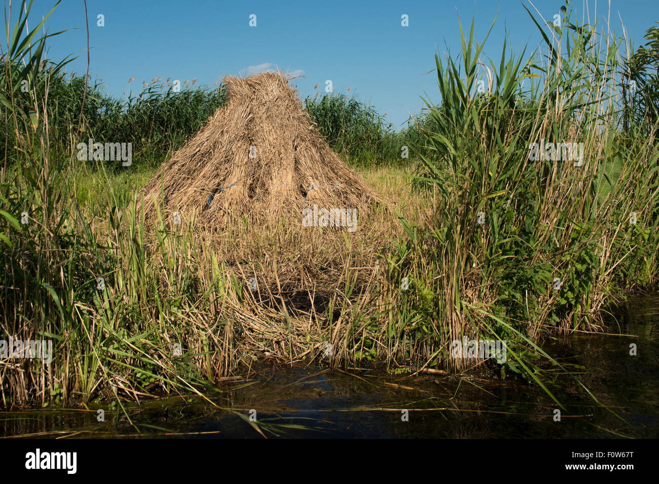 Canne raccolte (Phragmites communis) in canneti, delta del Danubio area rewilding, Romania, Giugno. Foto Stock