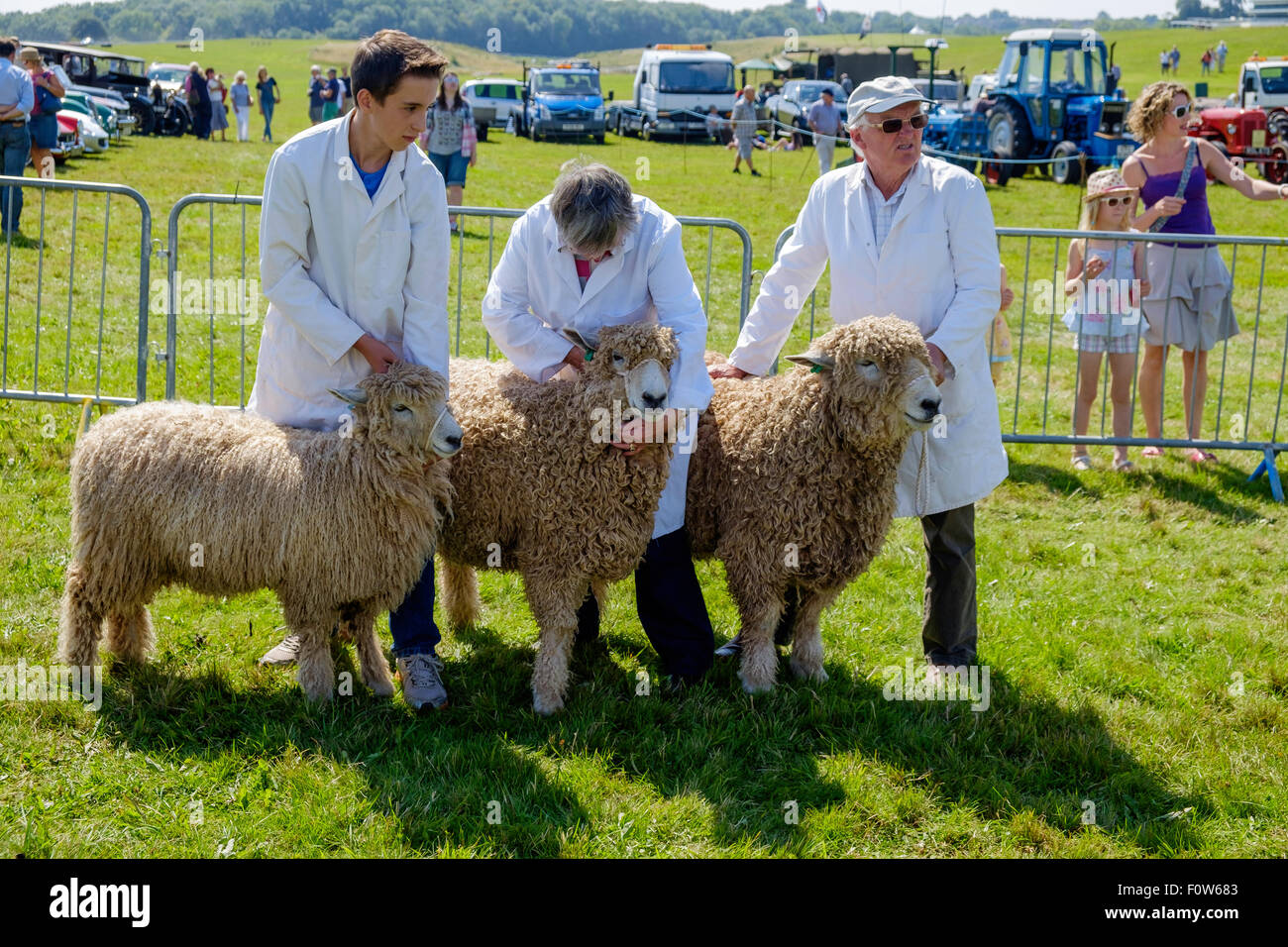 Leicestershire ram, pecora e agnello in show ring a Chepstow spettacolo agricolo con i gestori in attesa di giudizio. Foto Stock