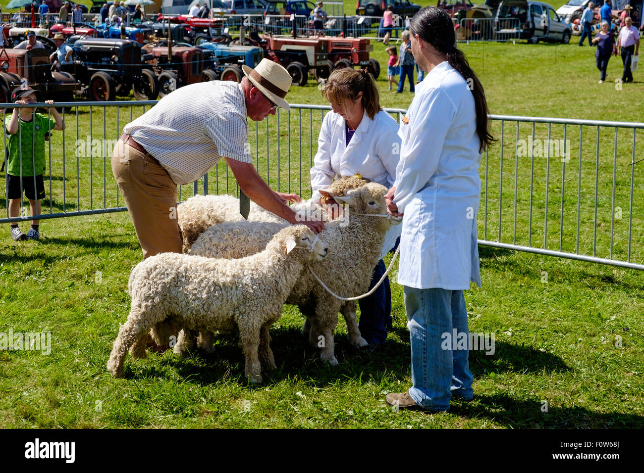 Curly fleeced Devon e Cornwall pecore, ram, pecora e agnello con con i gestori nel giudicare la corona a Chepstow spettacolo agricolo. Regno Unito Foto Stock