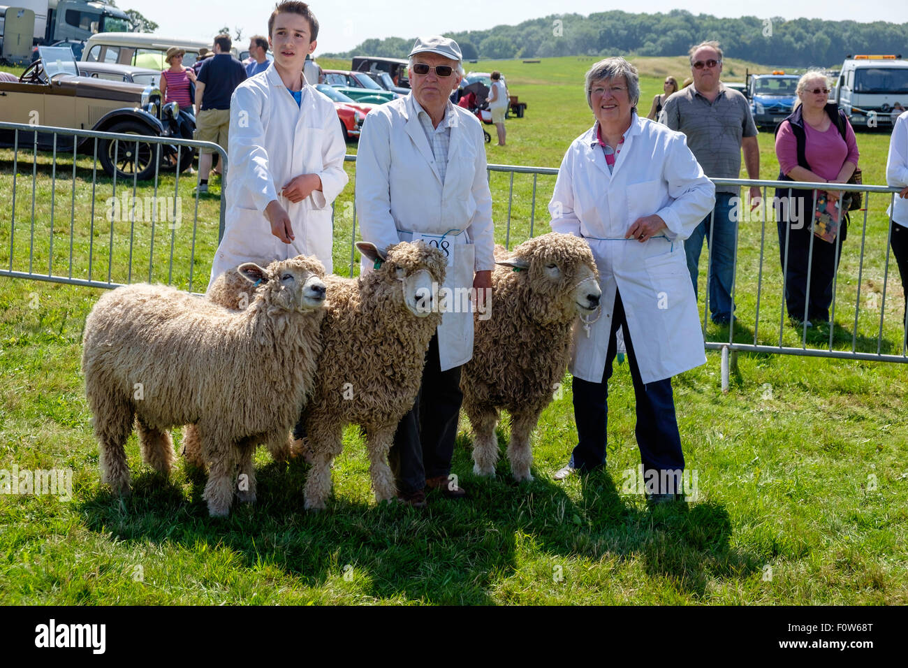 Curly fleeced Devon e Cornwall pecore, ram, pecora e agnello con con i gestori nel giudicare la corona a Chepstow spettacolo agricolo. Regno Unito Foto Stock