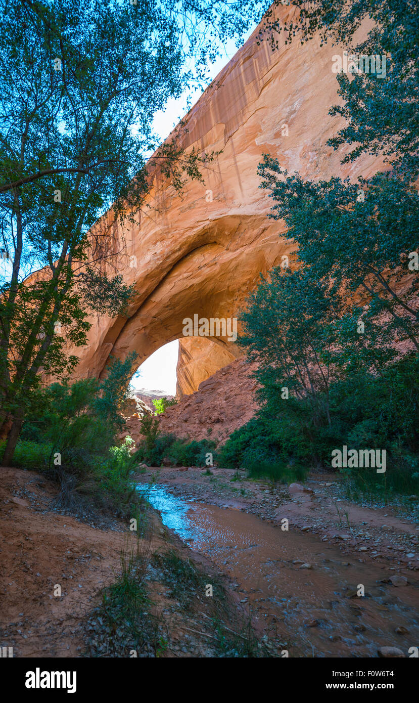 Insenatura naturale che conduce a Giacobbe Hamblin Arch Coyote Gulch composizione verticale Foto Stock