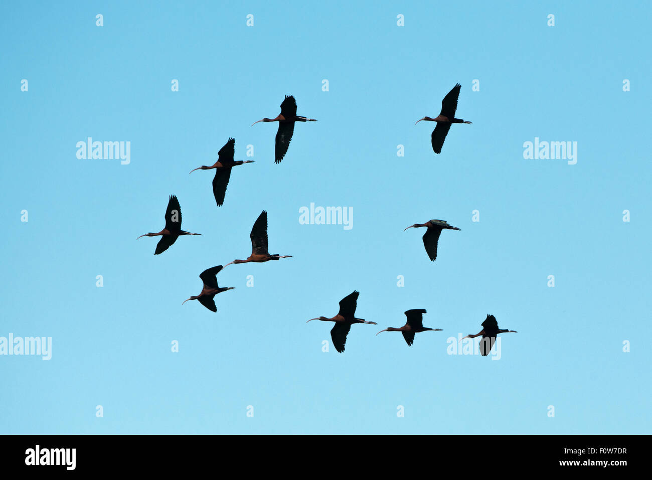 Dieci ibis lucido (Plegadis falcinellus) in volo, il Delta del Danubio, Romania, Giugno. Foto Stock