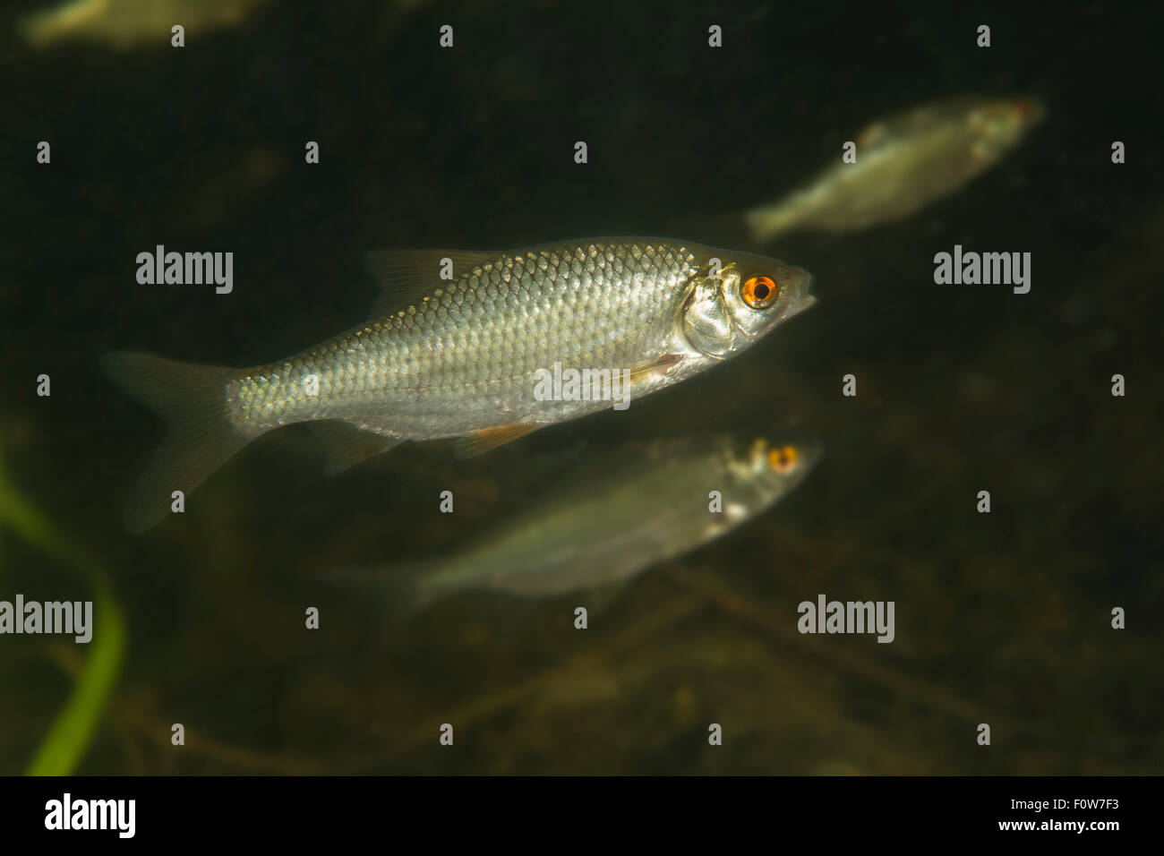 Roach (Rutilus rutilus) Delta del Danubio, Romania, Giugno. Foto Stock
