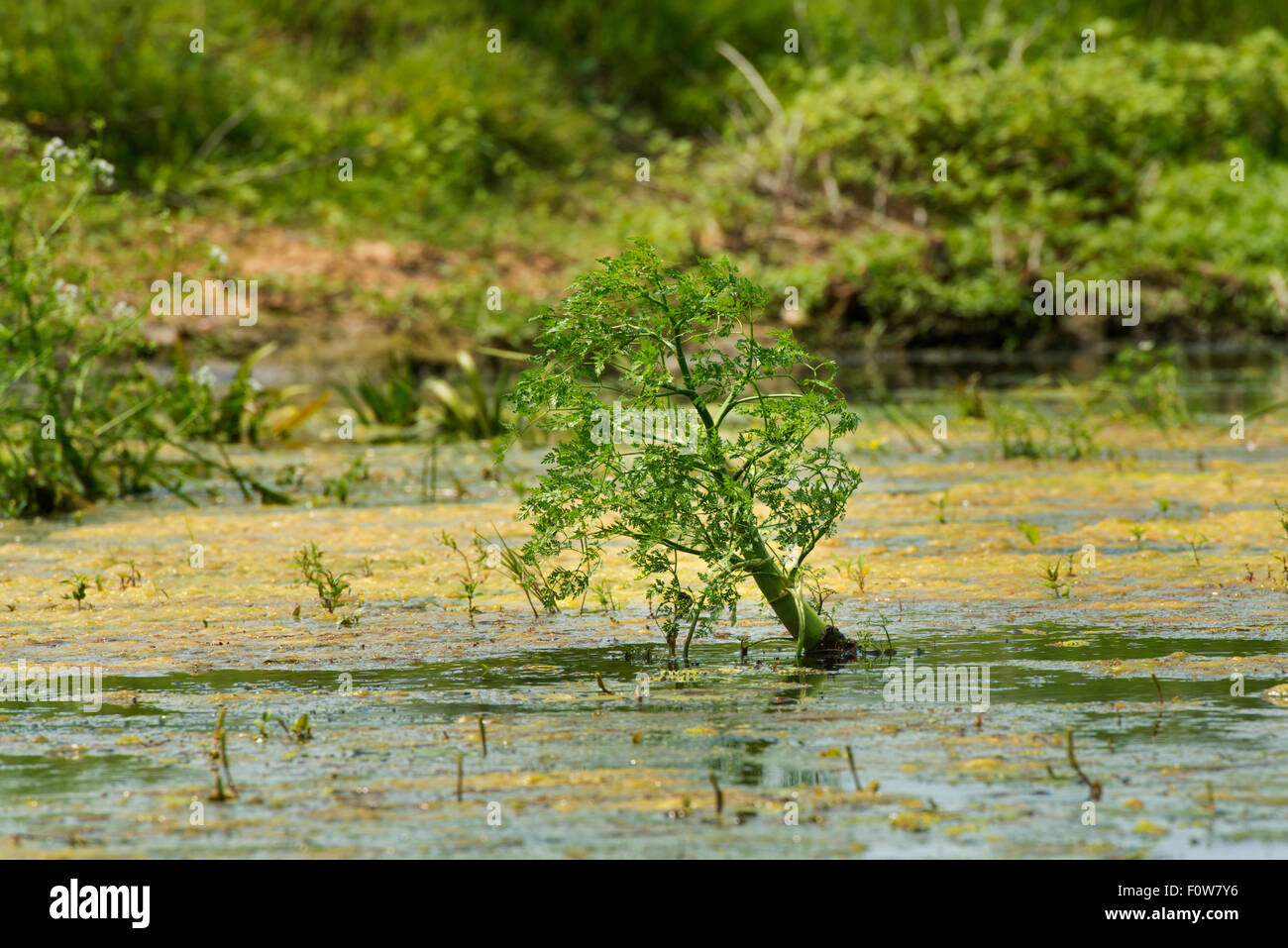 Acqua dropwort (Oenanthe aquatica) Delta del Danubio, Romania, Giugno. Foto Stock