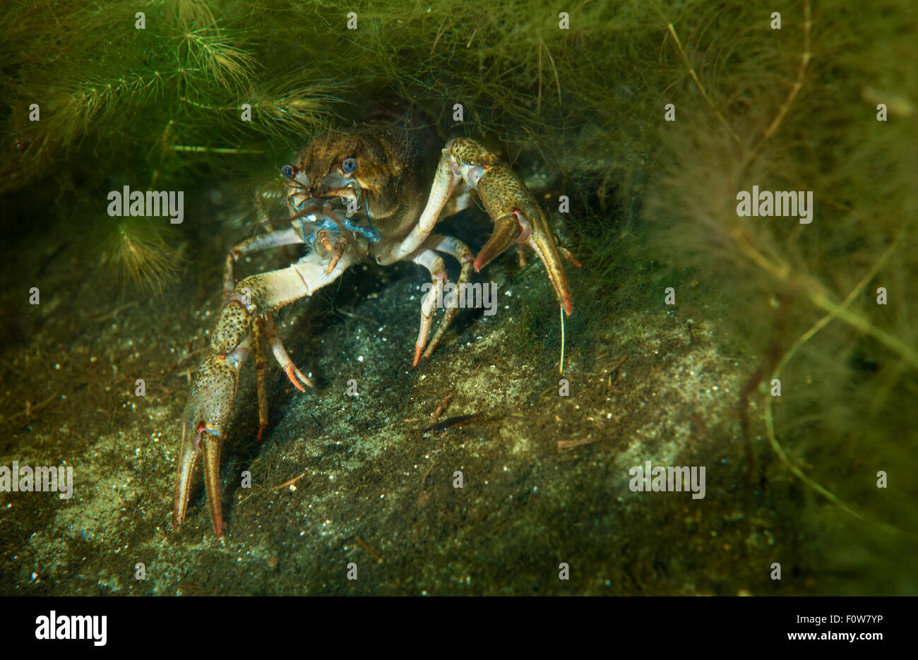 Il galiziano gamberi di fiume (Astacus leptodactylus) nasconde nelle erbacce, il Delta del Danubio, Romania, Giugno. Foto Stock
