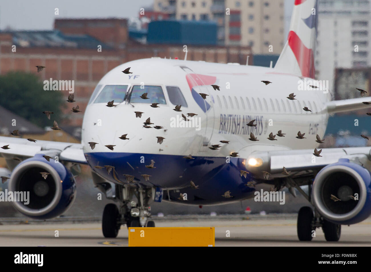 Uno stormo di uccelli attraversa il percorso della British Airways BA CityFlyer Embraer ERJ-170 registrazione G-LCYF come i taxi per prendere il via a Foto Stock