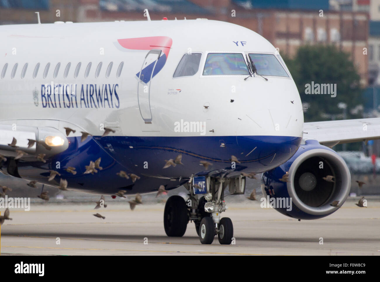 Uno stormo di uccelli attraversa il percorso della British Airways BA CityFlyer Embraer ERJ-170 registrazione G-LCYF come i taxi per prendere il via a Foto Stock