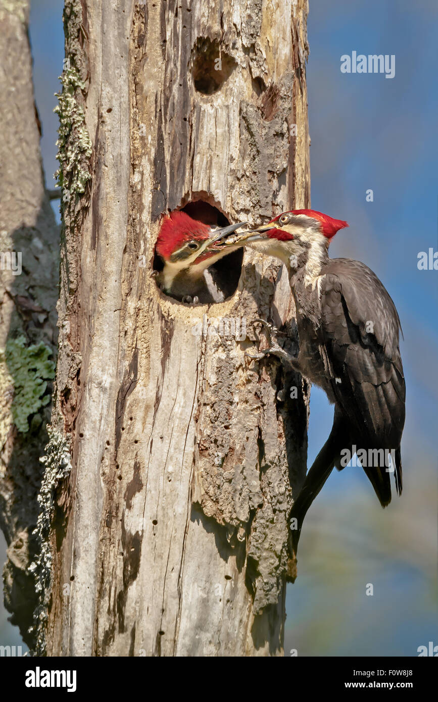 Maschio Picchio Pileated (Dryocopus pileatus ) alimenta il suo poche settimane vecchio pulcino maschio presso la struttura nido. Foto Stock