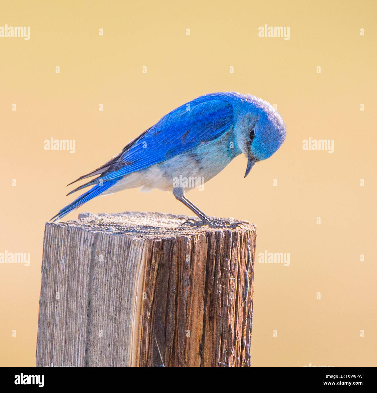 Gli uccelli di montagna maschio Blue Bird arroccato su di un palo da recinzione, il Parco Nazionale di Yellowstone, Wyoming Foto Stock