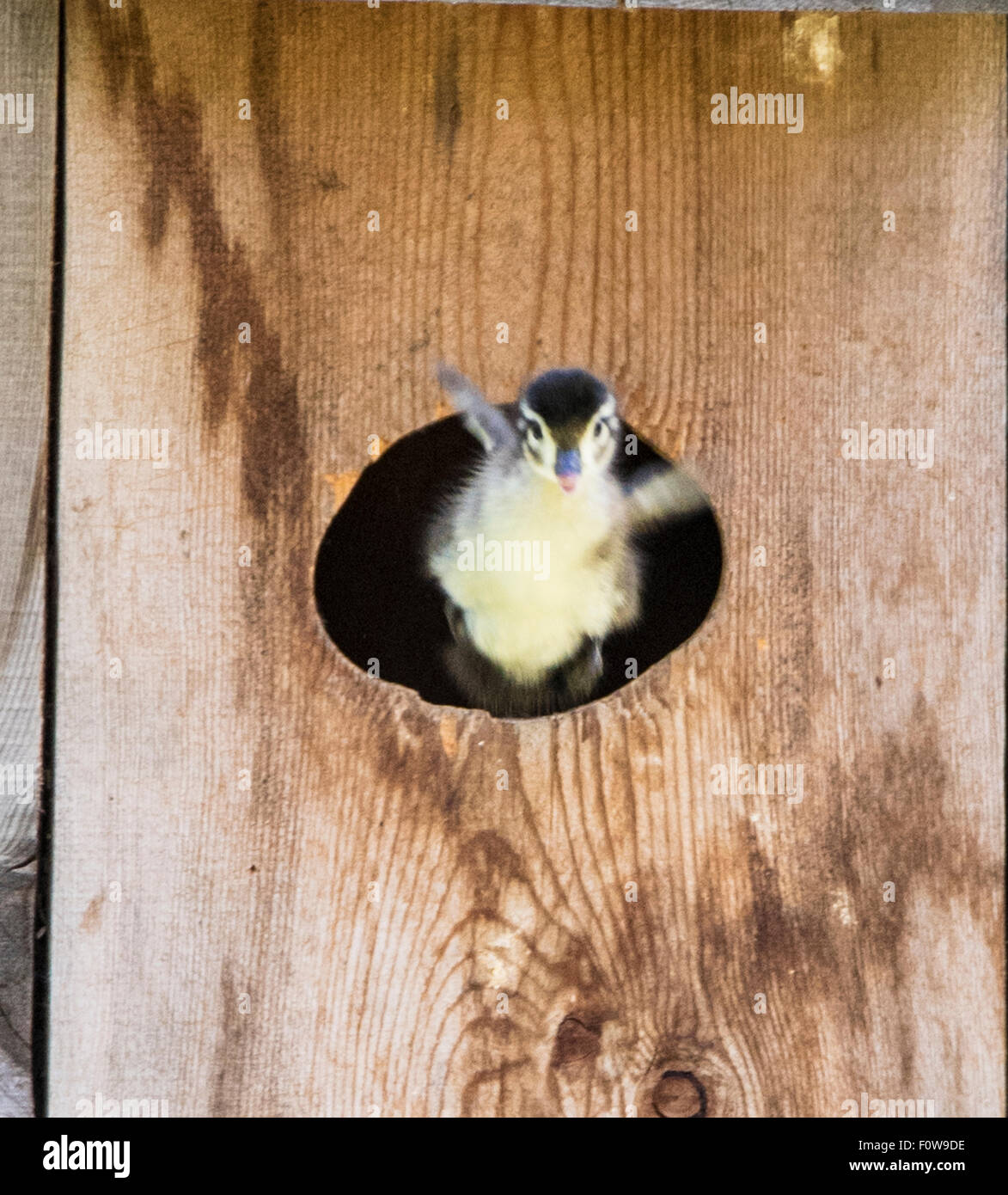 La fauna selvatica, legno anatre, nuovo nato chick battenti fuori del bosco di anatra/scatola di nido al terreno sottostante. Boise, Idaho, Stati Uniti d'America Foto Stock