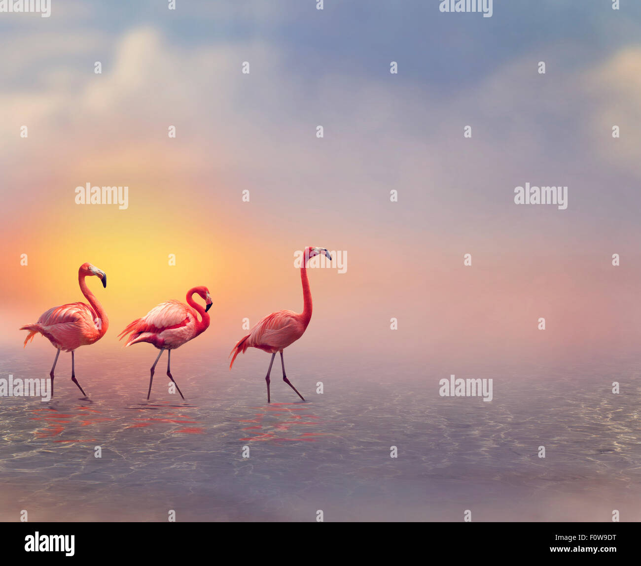I Fenicotteri rosa a piedi al tramonto Foto Stock