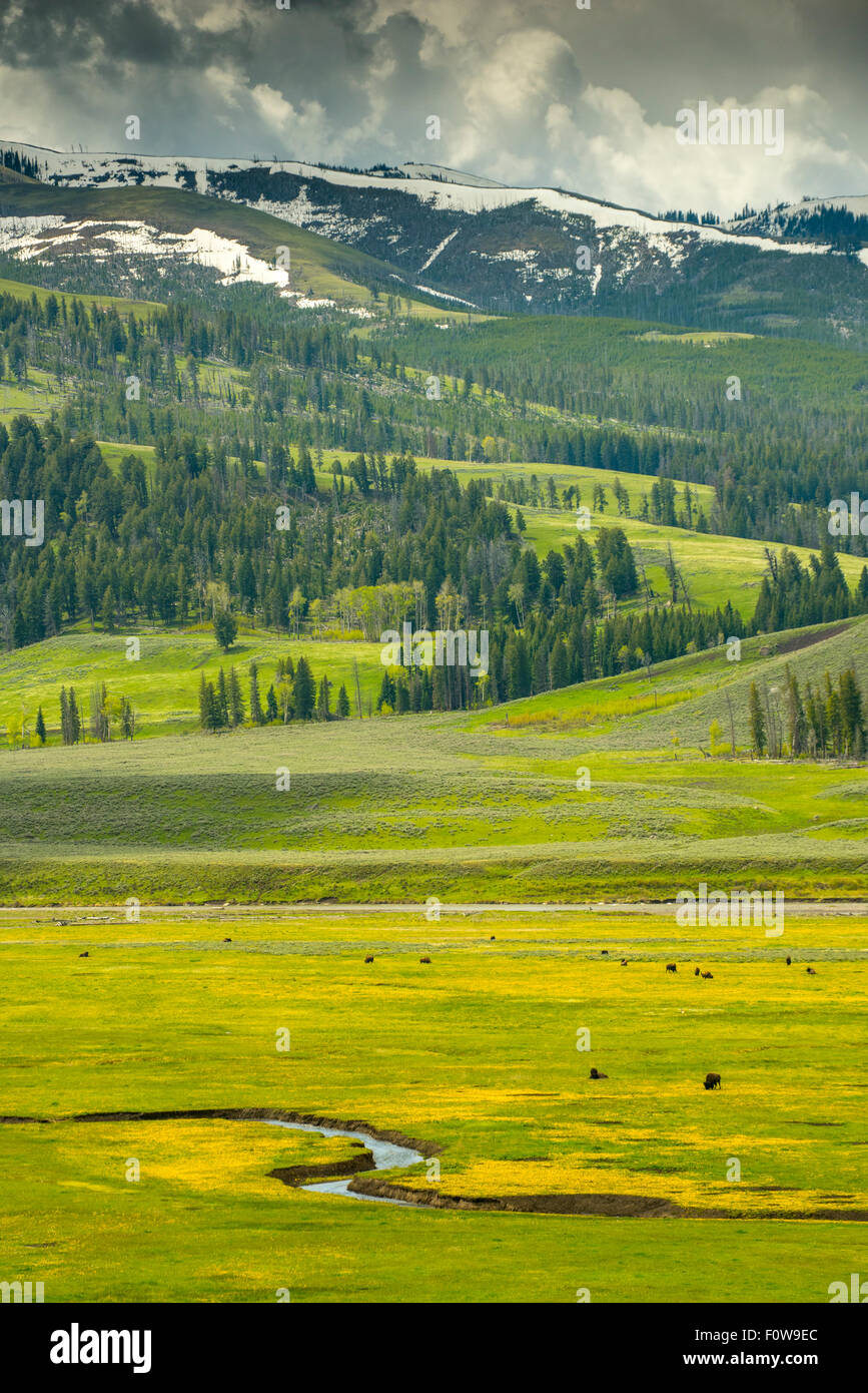 New Scenic 5 posti del pascolo Bison, fiume, fiori selvatici e montagne coperte di neve. Lamar Valley, il Parco Nazionale di Yellowstone, Wyom Foto Stock