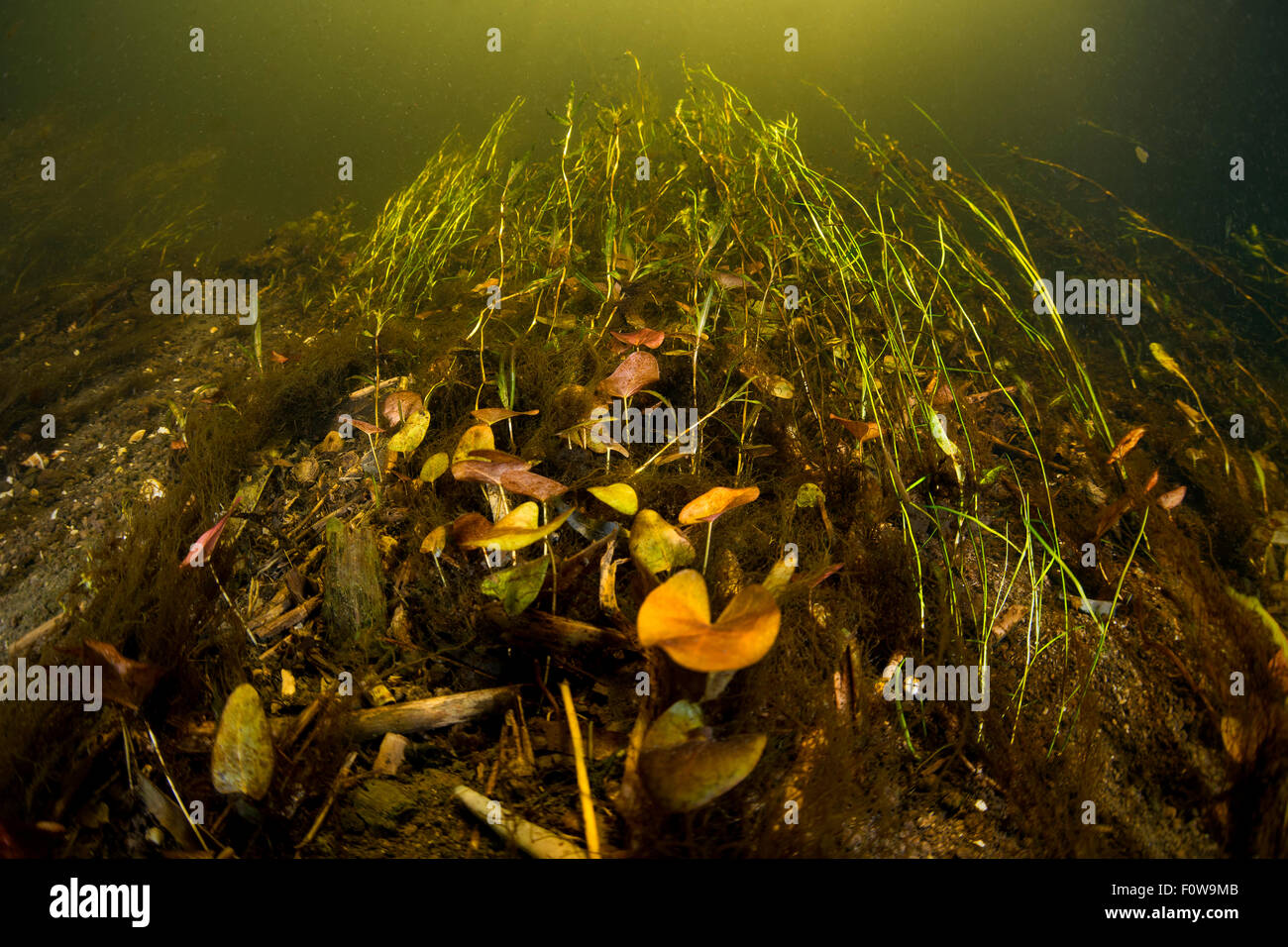 La vita delle piante in un piccolo e veloce che scorre il fiume affluente del Vecchio Danubio, il Delta del Danubio, Romania, Giugno. Foto Stock
