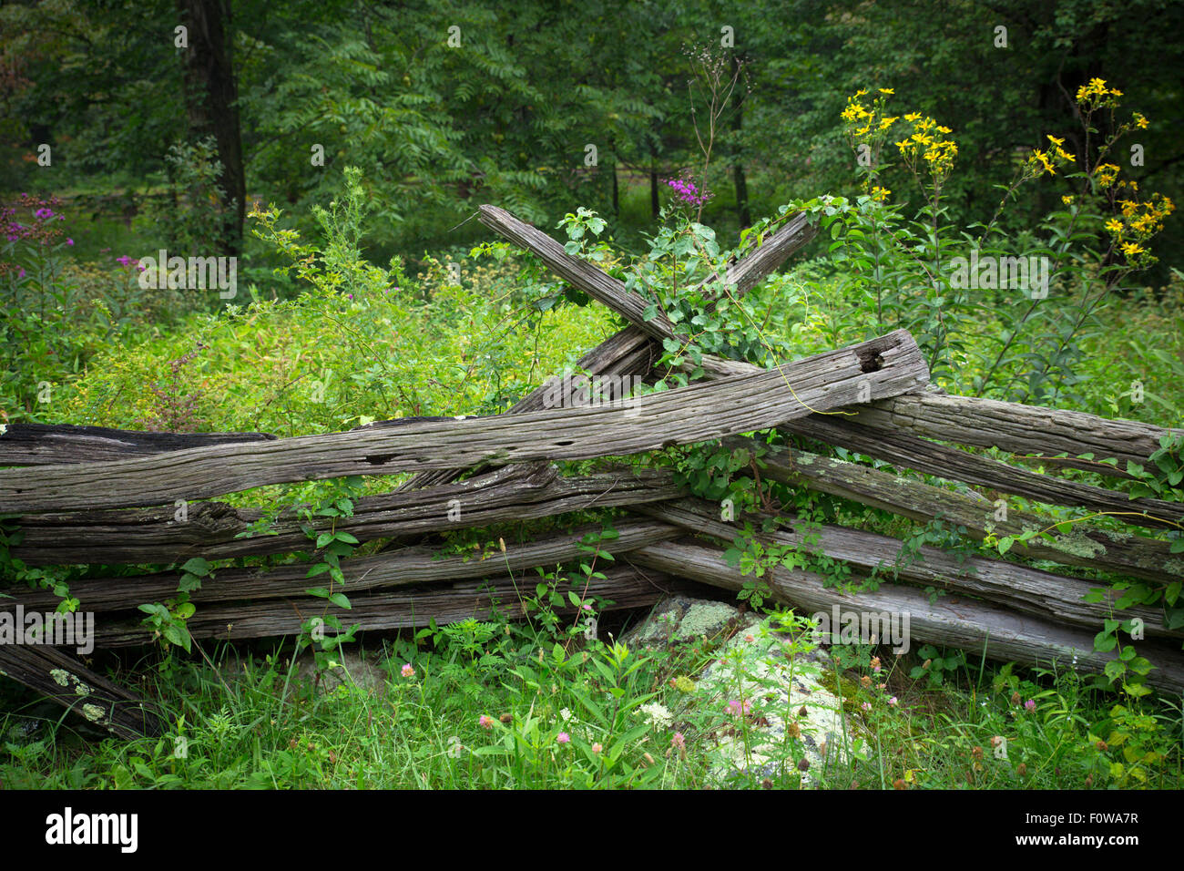 Affascinante rustico di recinzione di legno in campagna con prato Foto Stock