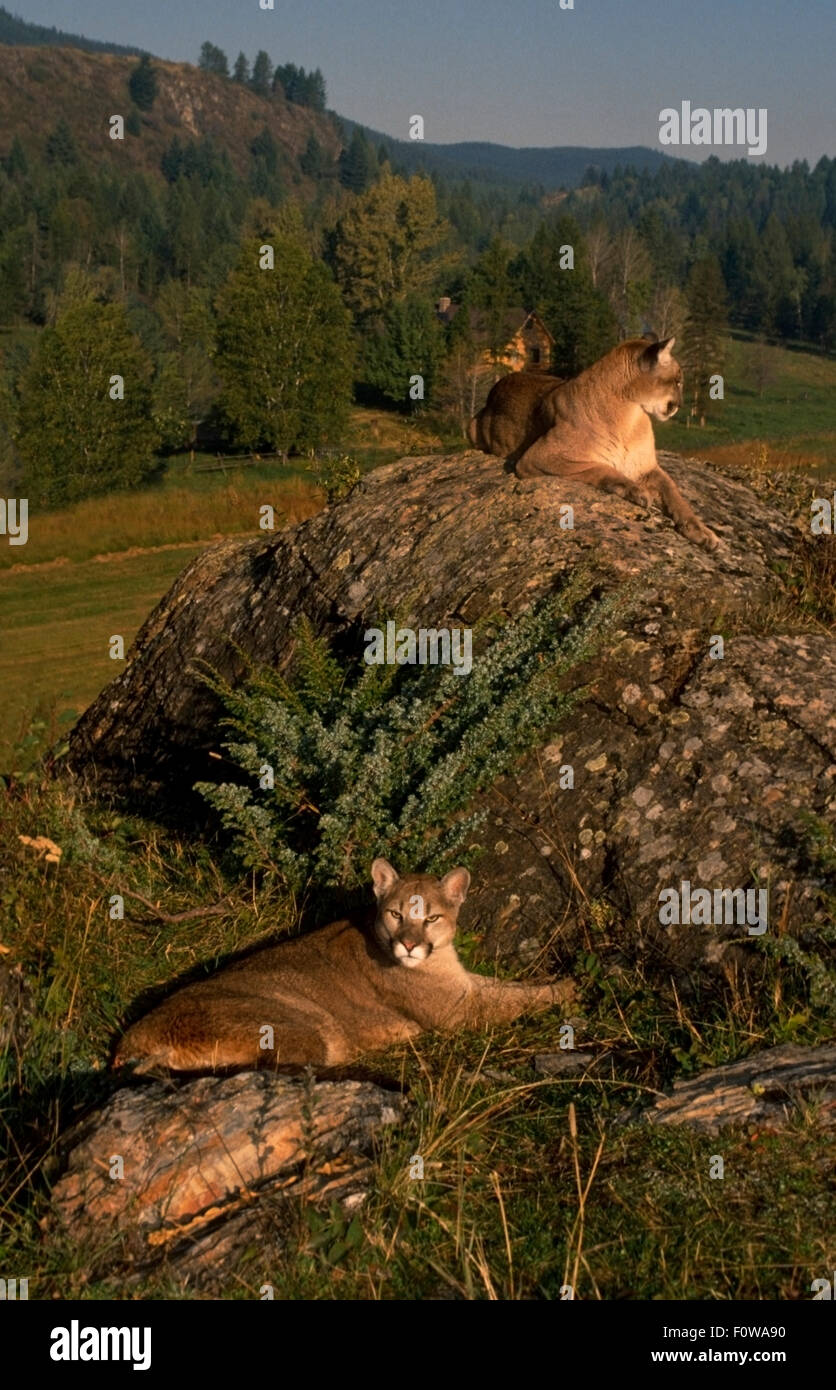 Mountain Lion (Felis concolor) Cougar o Puma. I leoni di montagna in molte parti degli Stati Uniti occidentali trovano il loro habitat shr Foto Stock