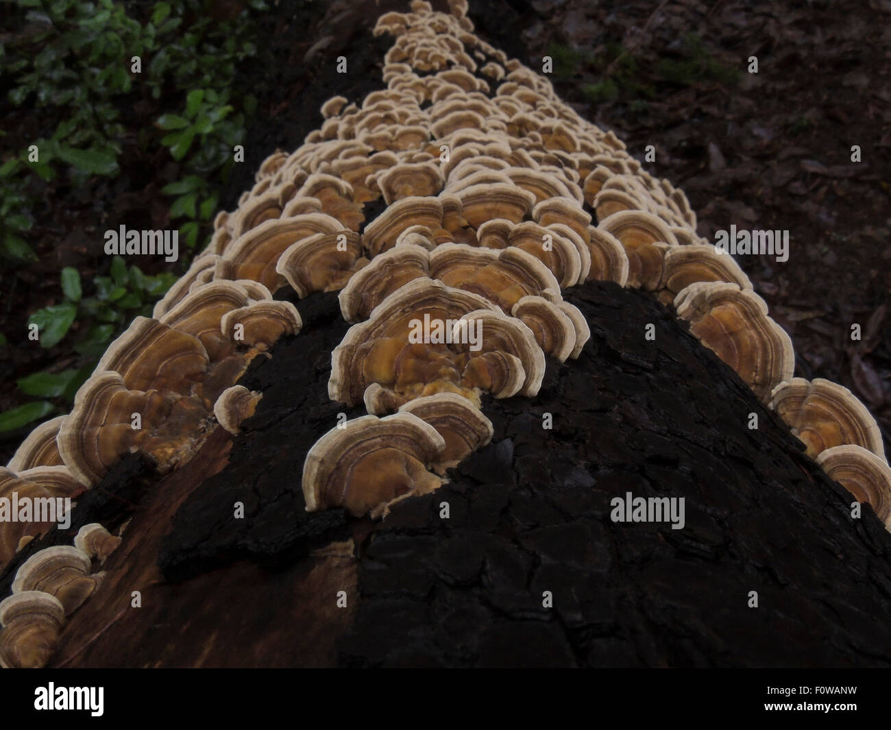 Trametes è un fungo che cresce su legno morto. È colorata e quindi è anche noto come ripiano arcobaleno il fungo e la Turchia di coda. Foto Stock