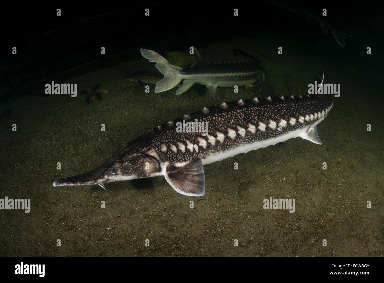 Storione stellato (Acipenser stellatus) captive al Delta del Danubio  Eco-turismo Museum Center acquario in Tulcea, il Delta del Danubio,  Romania, Giugno. In pericolo critico Foto stock - Alamy