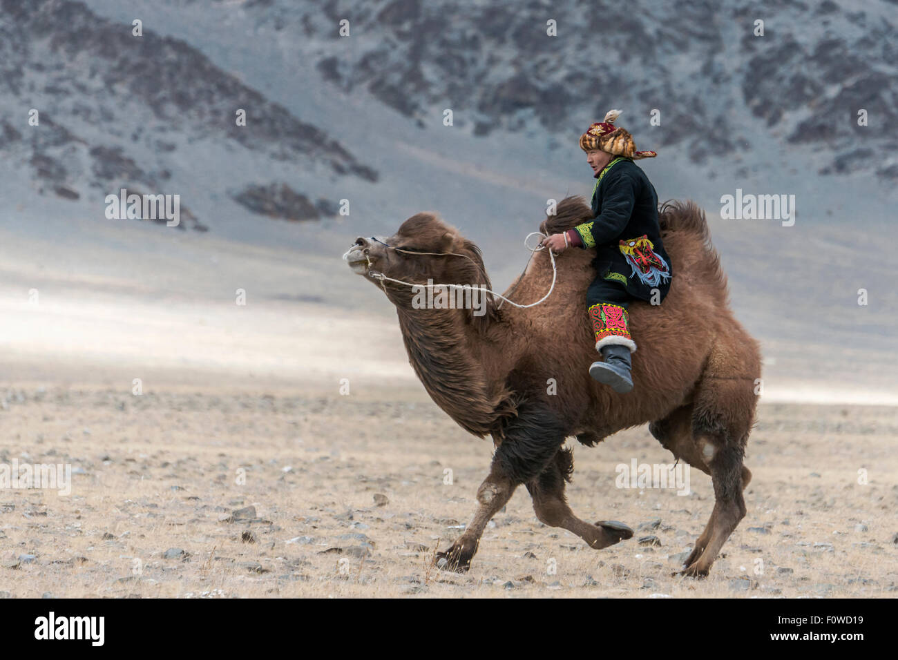 Rintracciare il leader, camel gara a l'Aquila Festival, Olgii, Mongolia occidentale Foto Stock