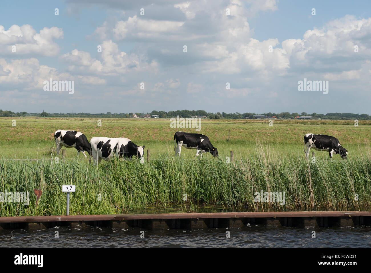 Il latte di mucche pascolare sulle rive del fiume EEM, Amersfoort, Paesi Bassi Foto Stock