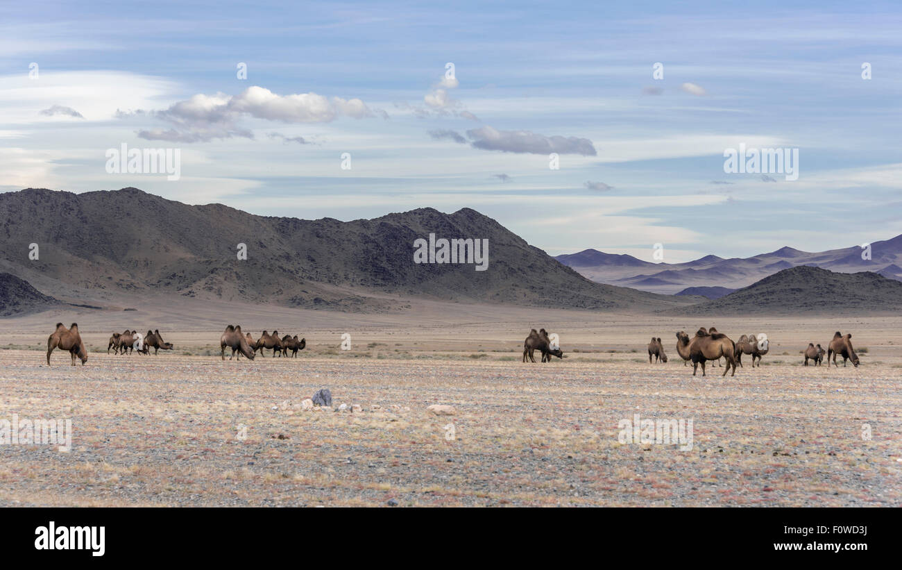 Allevamento di Battriana cammelli che pascolano sulla steppe, a sud del Lago Tolbo, Mongolia occidentale Foto Stock
