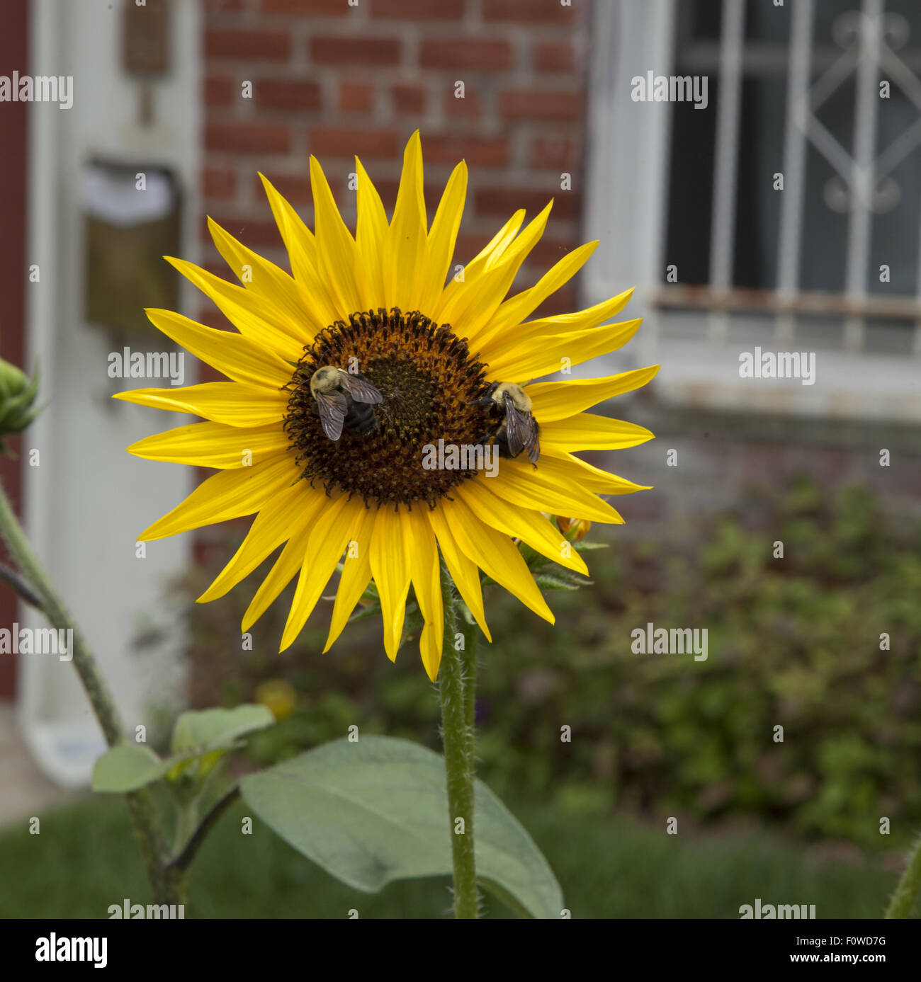 Le api raccolgono il nettare da girasoli in Windsor Terrace quartiere, Brooklyn, New York. Foto Stock