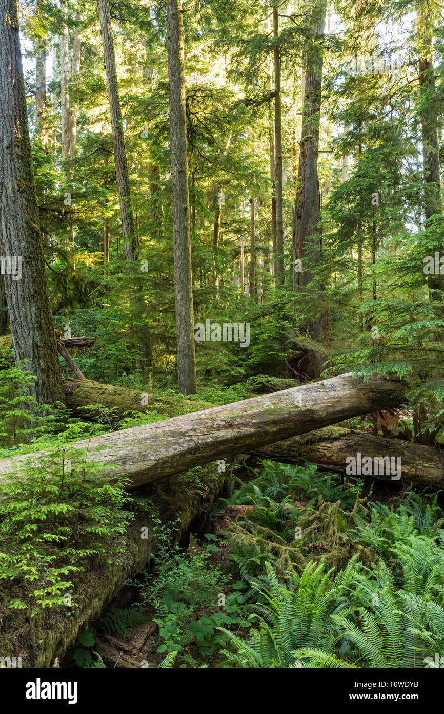 Giant Abete Douglas, rosso alberi di cedro e di felci retroilluminato in Cattedrale Grove, MacMillan Parco Provinciale, Isola di Vancouver, BC Foto Stock