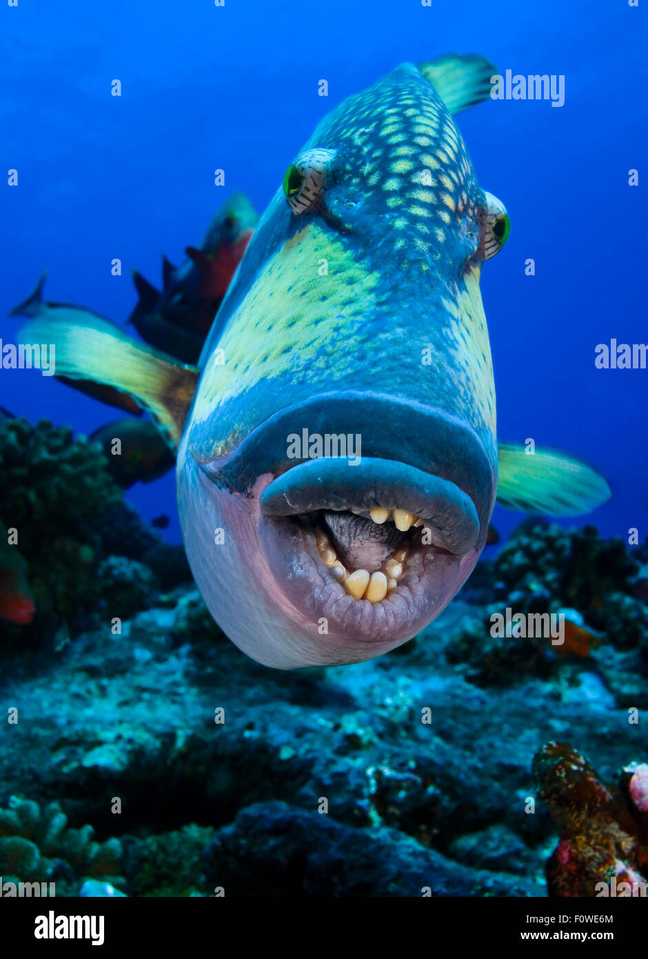 UNDERWATER close-up faccia vista di pesci balestra sulla barriera corallina Foto Stock