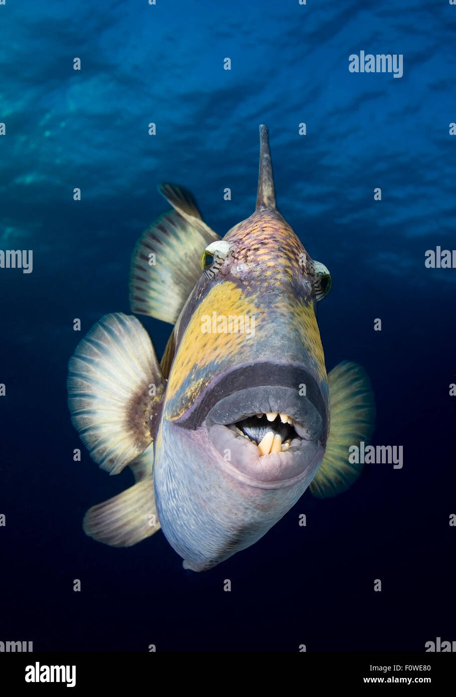 UNDERWATER close-up faccia vista di pesci balestra sulla barriera corallina Foto Stock