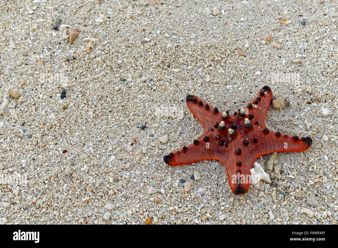 Un morto Seven-Inch Starfish sulla sabbia. Una graziosa stella di mare giace morto sulla spiaggia. Decine di questo può essere trovato in giro, e può essere Foto Stock