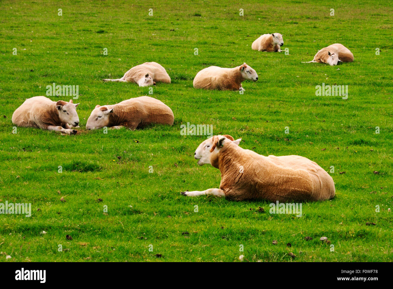 Pecore nelle Highlands della Scozia Foto Stock