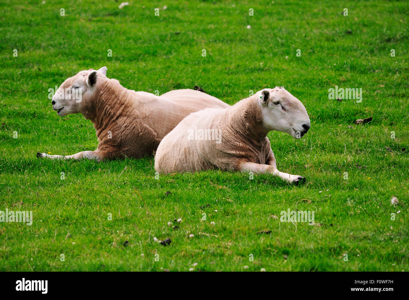 Pecore nelle Highlands della Scozia Foto Stock