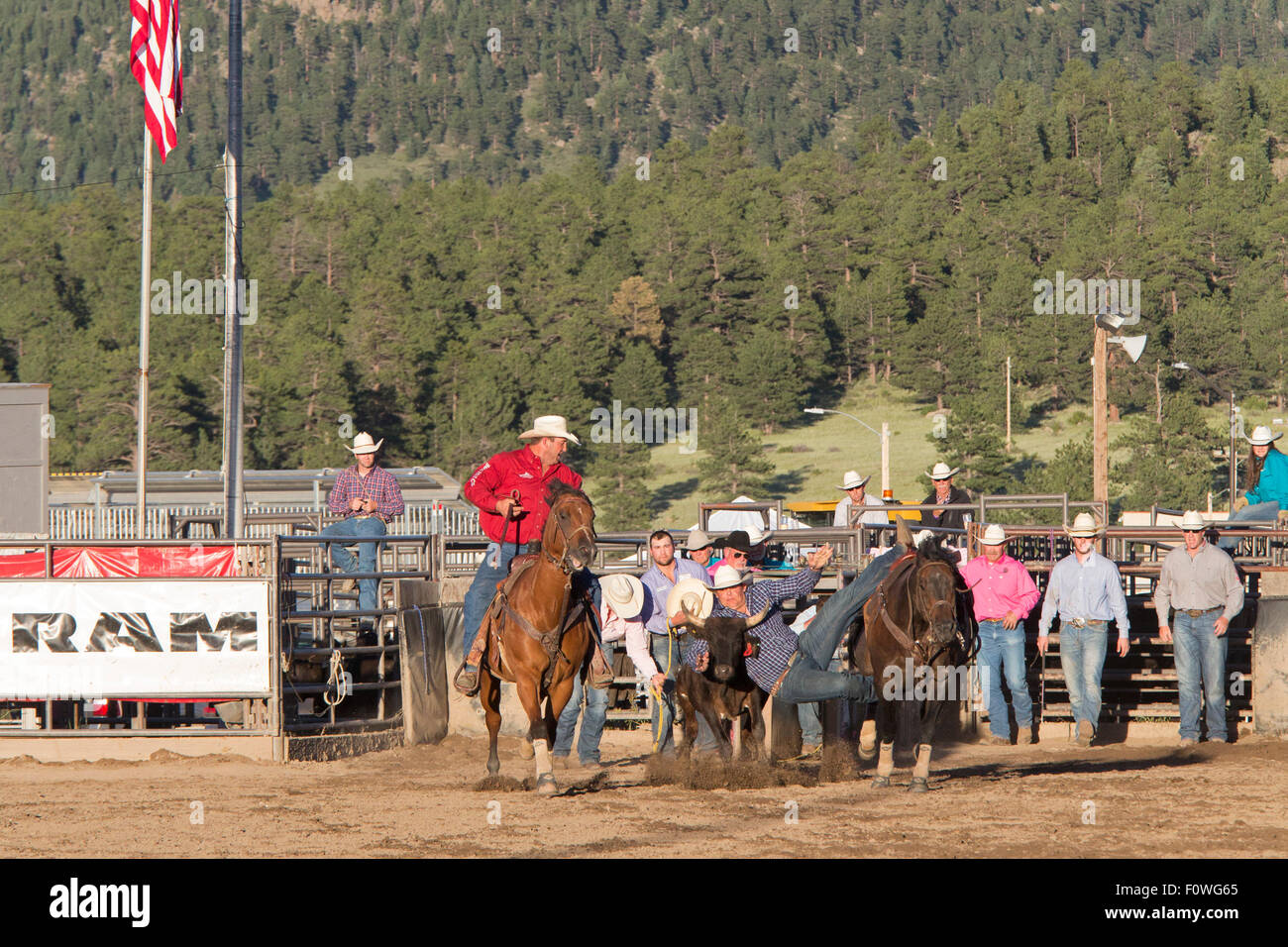 Estes Park, COLORADO - Steer wrestling sul tetto Rodeo. Foto Stock