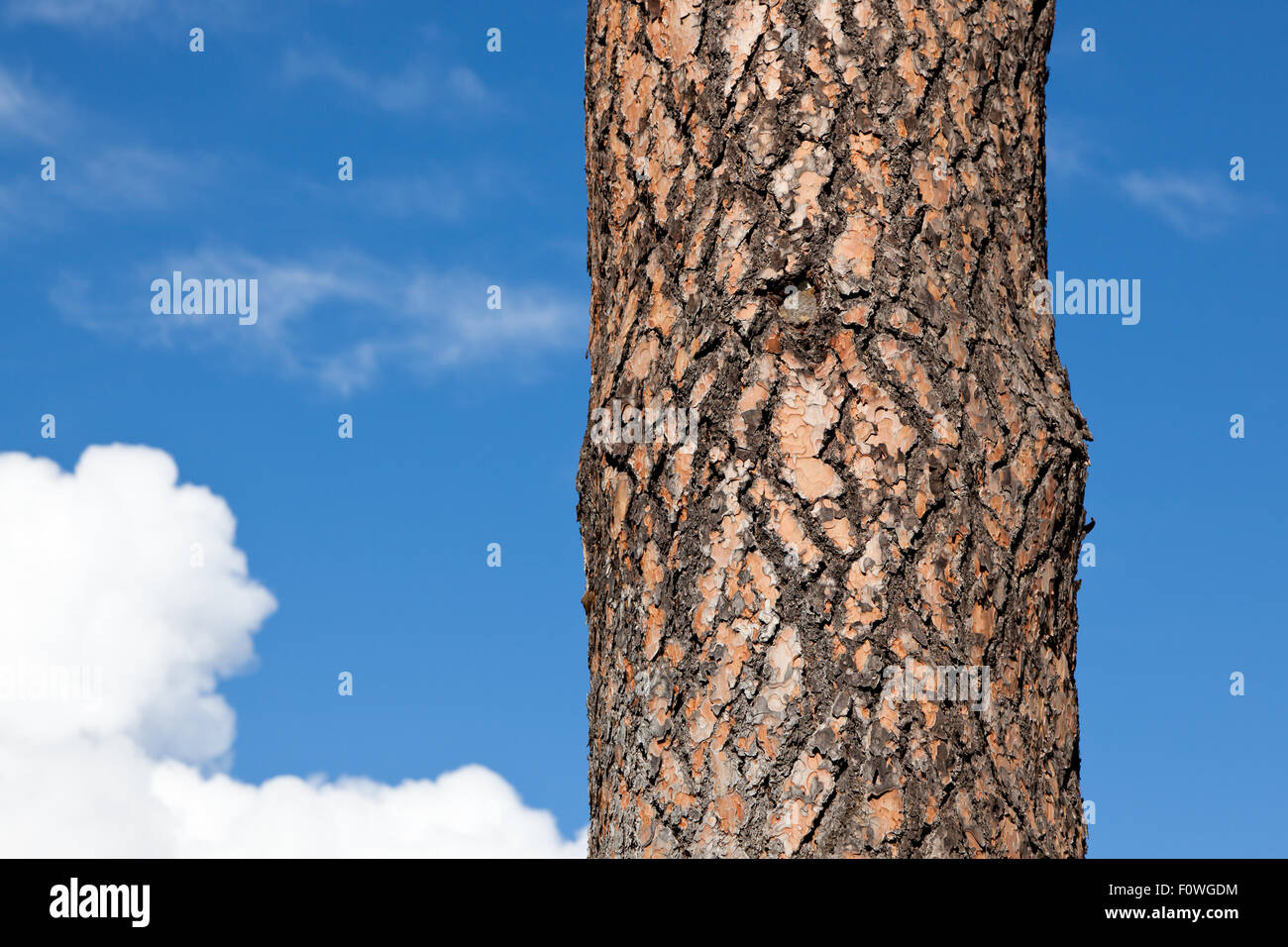 Il puzzle come la corteccia di una ponderosa pine tree contro un cielo azzurro sfondo con soffici nuvole. Foto Stock