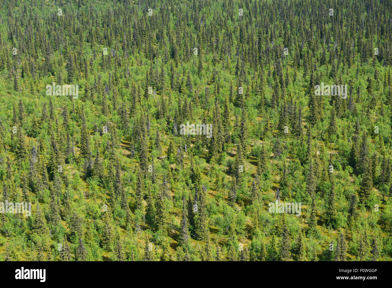 Vista aerea della taiga foresta boreale, Sjaunja Bird Area di protezione superiore Laponia Area Rewilding, Lapponia, Norrbotten, Svezia, giugno 2013. Foto Stock