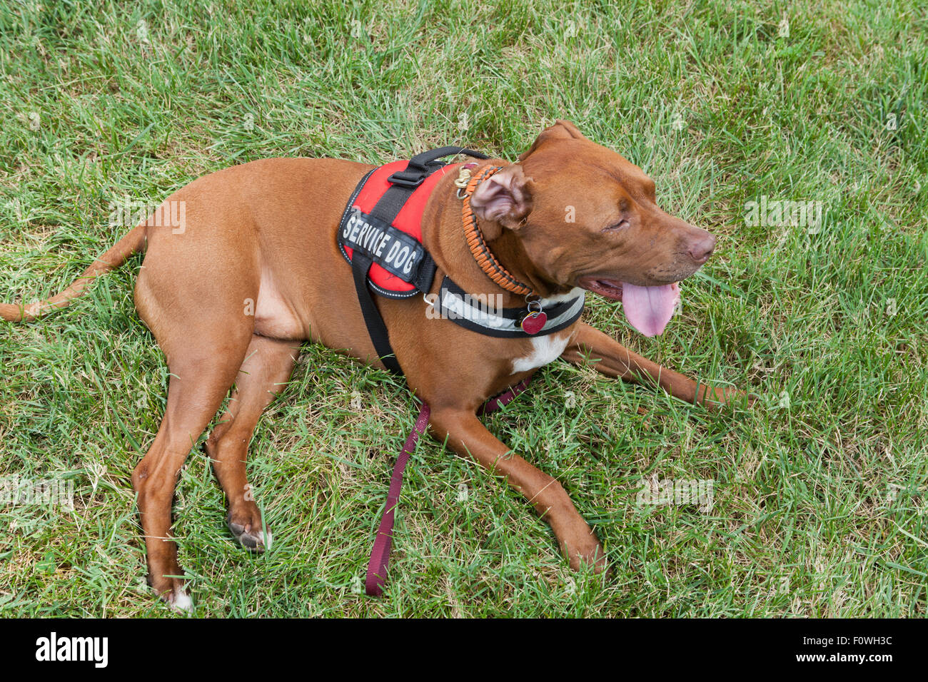 Pit bull cane di servizio in appoggio sull'erba - USA Foto Stock